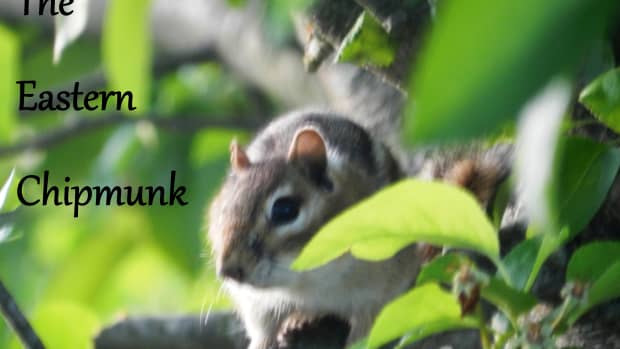 manage-eastern-chipmunk-problems-in-your-garden-and-yard