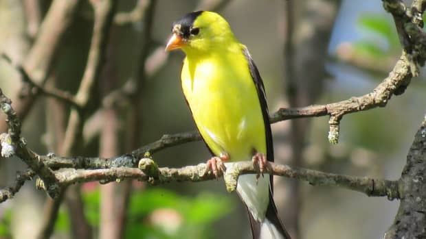 how-to-attract-the-american-goldfinch-to-your-yard