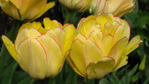 What Are The Earliest Blooming Spring Bulbs? - Dengarden