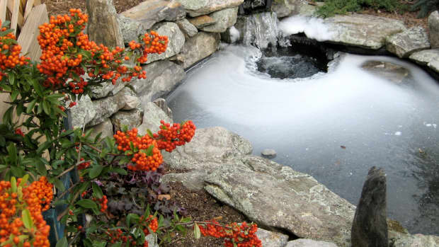 a-guide-to-maintaining-your-fish-pond-through-the-seasons