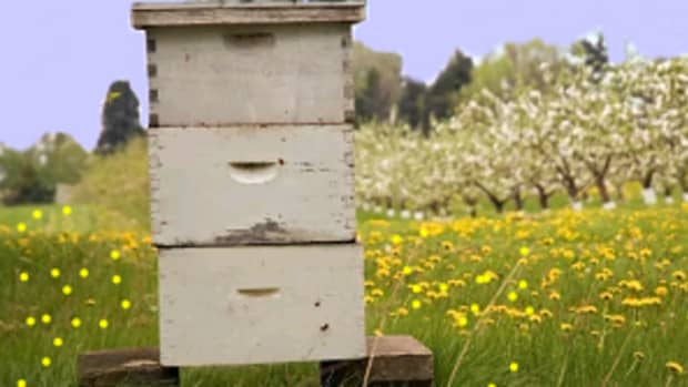 a-guide-to-beehive-maintenance-through-the-seasons