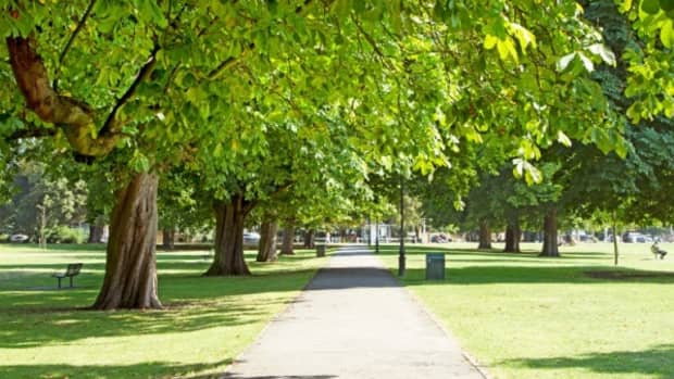 residential-tree-owners-in-ealing