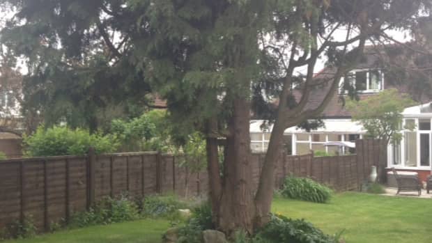 what-to-do-with-a-large-ugly-leylandii-tree-in-your-garden