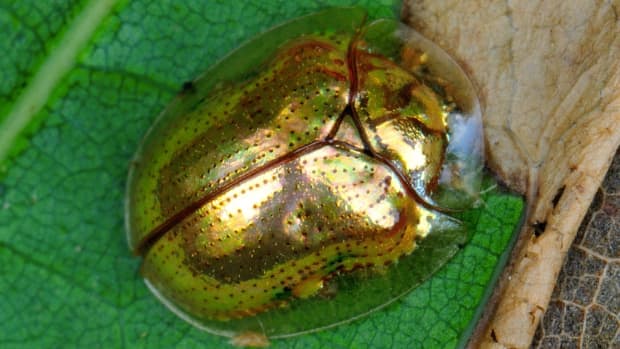 how-to-kill-golden-tortoise-beetles-safely-and-organically