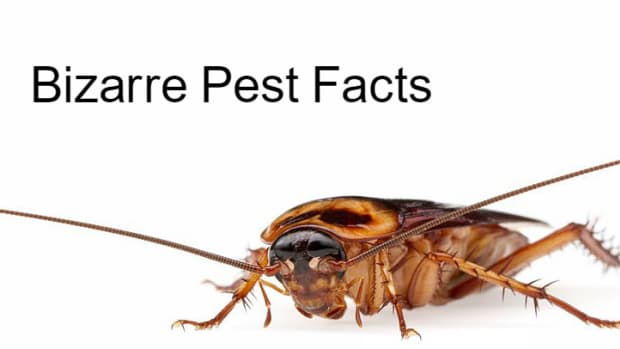bizarre-pest-facts-for-the-inquisitive