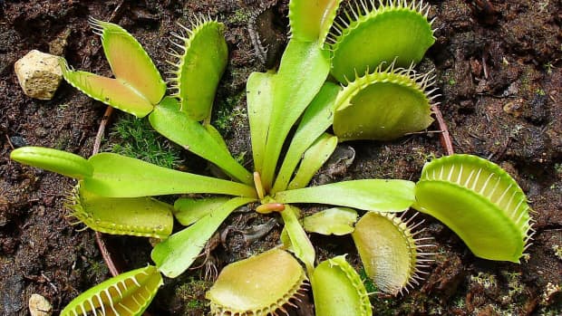 surprising-facts-about-the-vulnerable-venus-flytrap