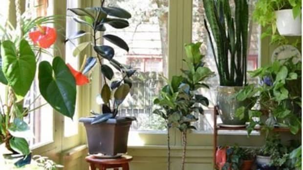 how-to-safely-transport-houseplants