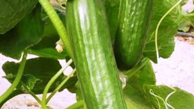hand-pollinating-your-cucumber-plants