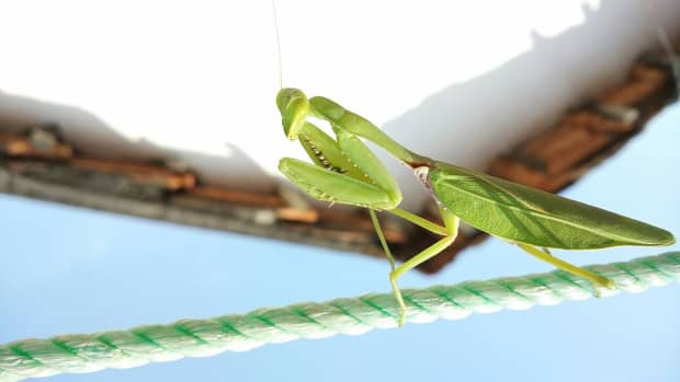 how-to-attract-praying-mantises-to-your-garden
