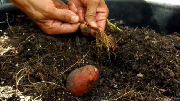 guide-to-growing-sweet-potatoes-in-a-container