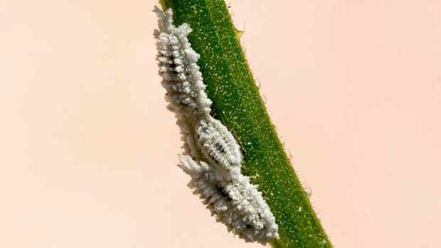 how-to-rid-your-home-garden-of-mealybugs