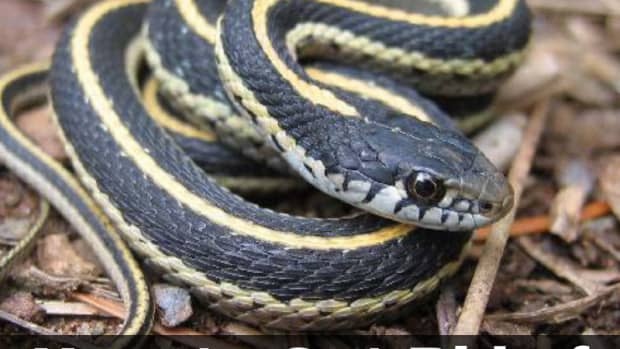 how-to-get-rid-of-garter-snakes-without-killing-them-7-tried-and-true-ways