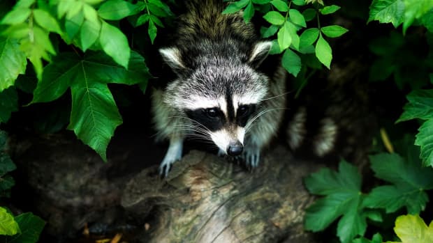 tips-on-how-to-keep-raccoons-out-of-your-garden