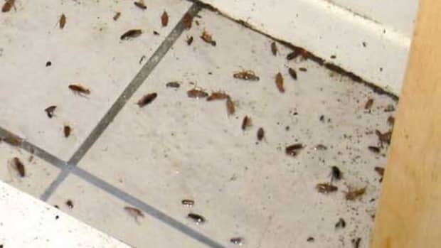 how-to-get-rid-of-roaches-diy-extermination