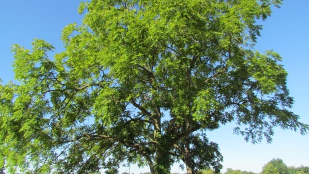 toxicity-of-black-walnut-trees-in-ohio