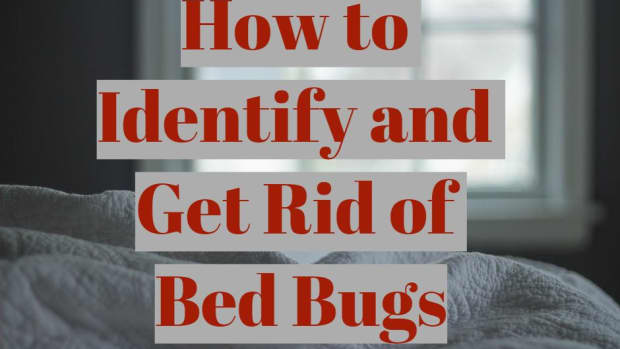 how-to-identify-and-get-rid-of-bed-bugs
