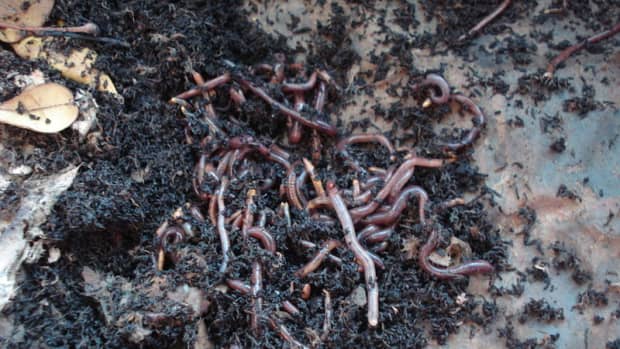 what-is-vermicomposting