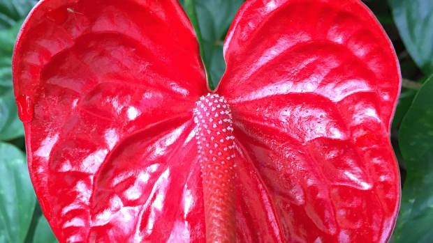 petals-of-love-12-red-color-flowers-of-hawaii