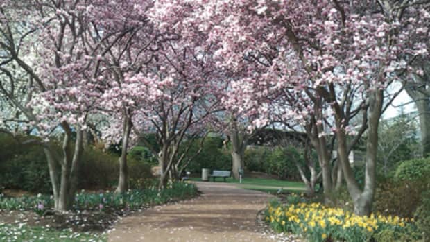 ohios-blooming-magnolia-trees