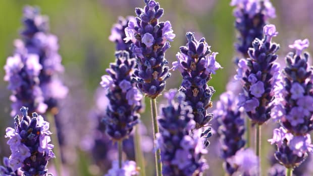 How to Dry Lavender Flowers at Home - Dengarden