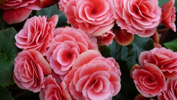 how-to-care-for-tuberous-begonias