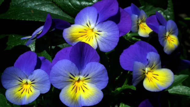 how-to-plant-pansies-in-the-garden