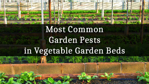 most-common-garden-pests-in-vegetable-garden-beds