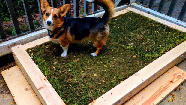 patio-diy-build-a-patio-potty-for-your-dog