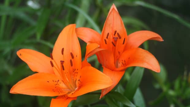 how-to-care-for-tiger-lilies