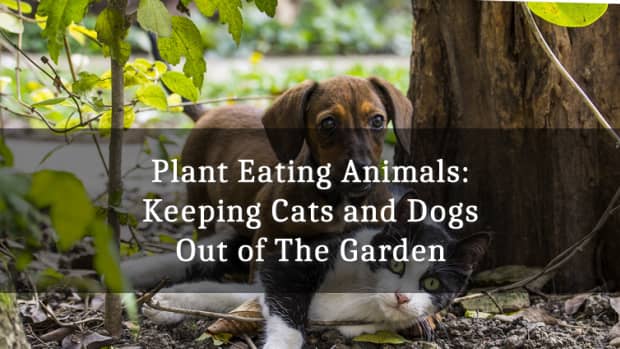 plant-eating-animals-keeping-them-out-of-the-garden-dogs-and-cats