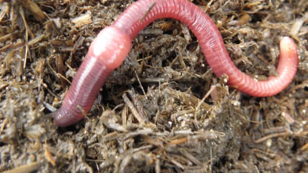 *African Night Crawlers*50*75*100*125*150*Worm Counts*Bait*Composting*Breeding* 