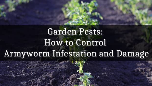 garden-pests-how-to-control-army-worm-infestation-and-damage