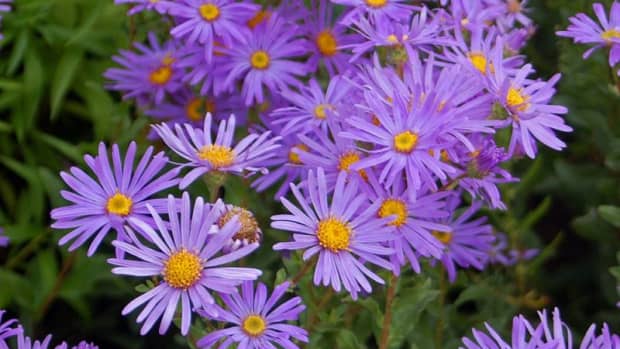 how-to-plant-grow-and-care-for-asters