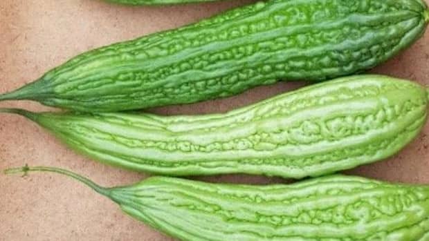 how-to-plant-harvest-and-cook-ampalaya-or-bitter-gourd