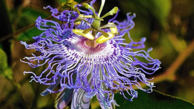 passion-flowers-may-look-delicate-but-they-are-actually-tough