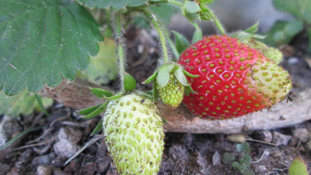 easy-tips-to-safely-transplant-strawberries