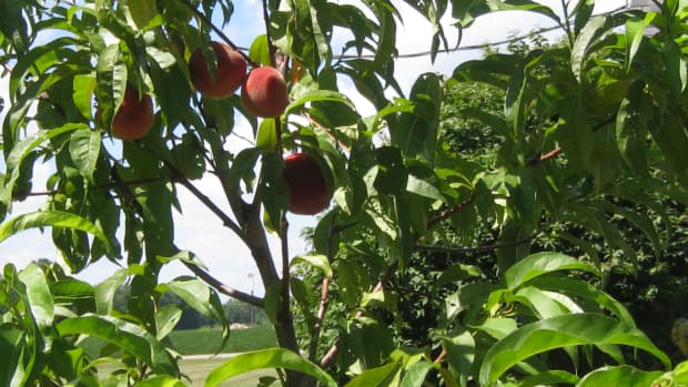growing-peaches-in-ohio