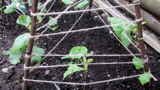 how-to-plant-grow-and-harvest-runner-beans-planting-growing-harvesting-garden-gardening-tips-do-you