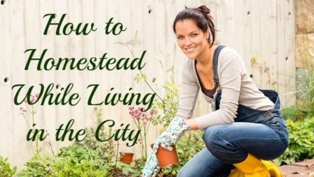 how-to-homestead-while-living-in-the-city