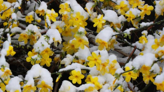 winter-blooming-flowers-part-2-winter-jasmine