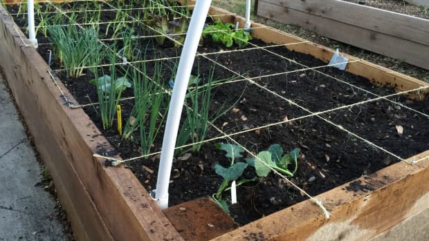 recipe-for-healthy-raised-bed-soil