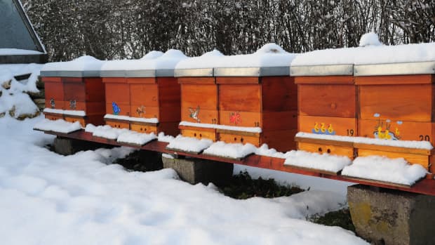 what-do-beekeepers-do-in-winter