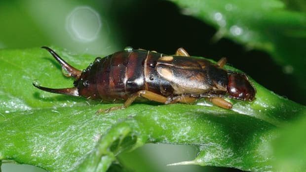 controll-earwig-damage-in-your-vegetable-garden
