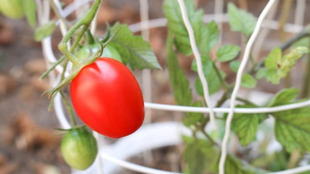 4-easy-ways-to-support-your-growing-tomatoes
