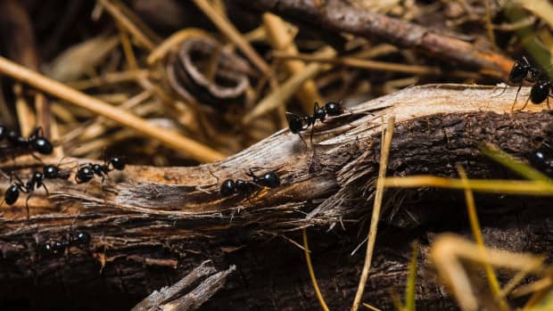 3-ingenious-ways-to-get-rid-of-ants