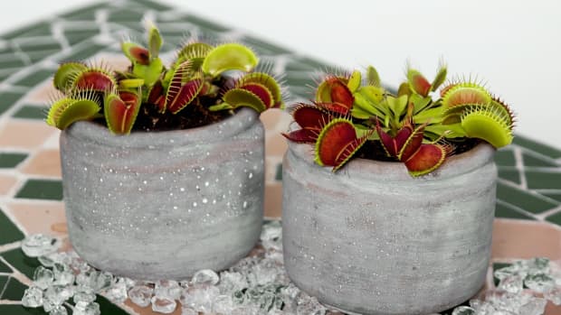 Venus Flytrap Care Tips and Resources - TulsaKids Magazine