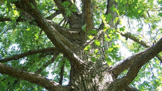 lets-talk-about-ohios-oak-tree-diseases