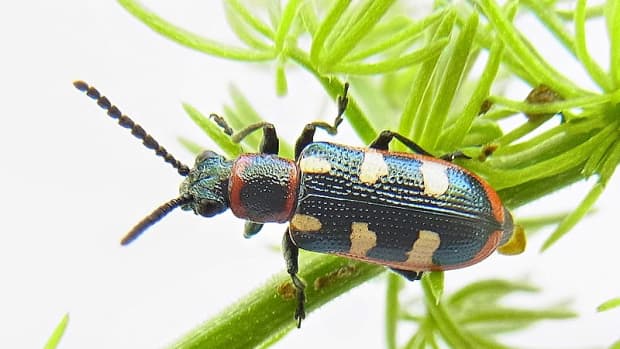 how-to-get-rid-asparagus-beetles