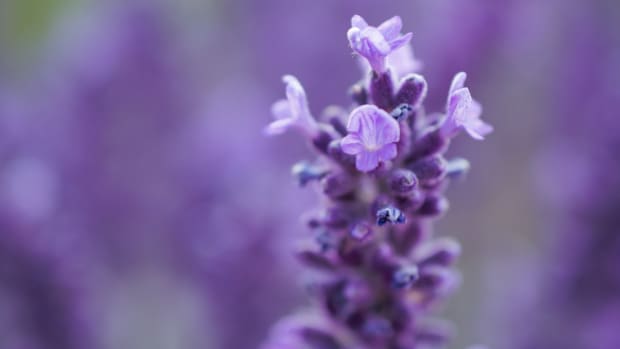 how-to-grow-lavender-indoors