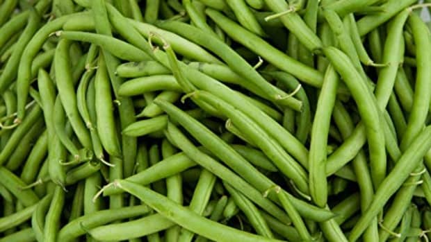 growing-green-beans-in-ohio